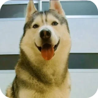 🐶