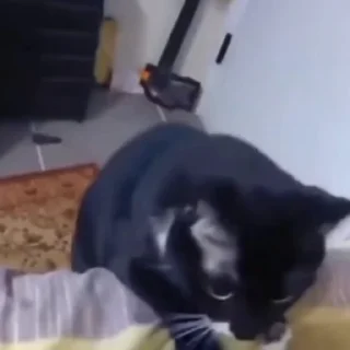 🐈