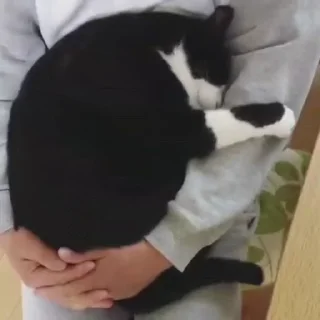🐈