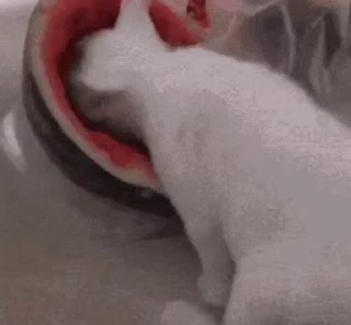 🍉