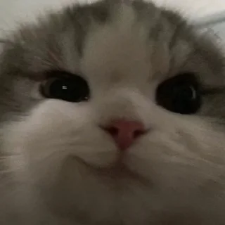 🐈
