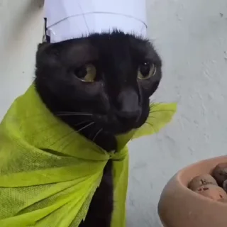 🐈‍⬛️