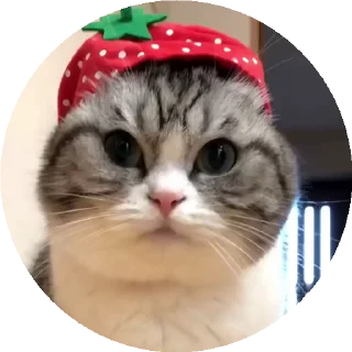 🍓