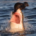 🦈