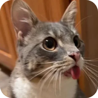 🐱