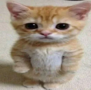 🥺