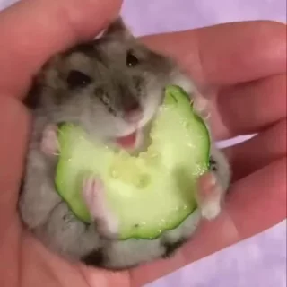 🐹