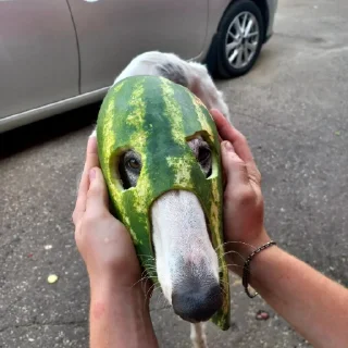 🍉