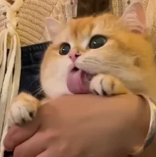 🐱