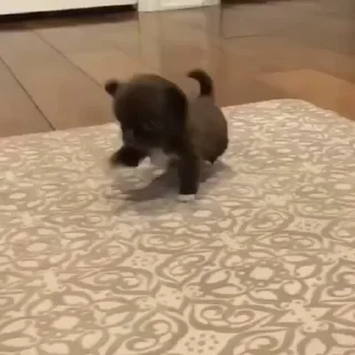 🐶