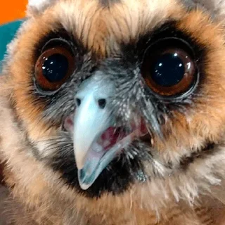 😧