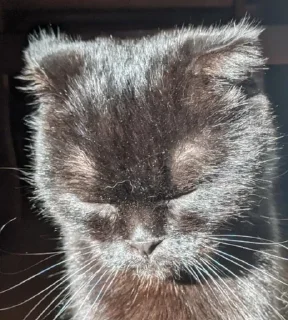 😴