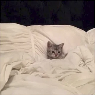 😴