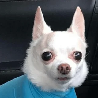 🐕
