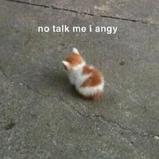 🐱
