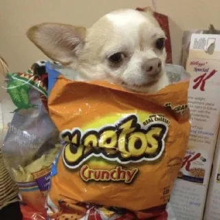 🐶