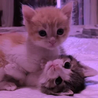 💜