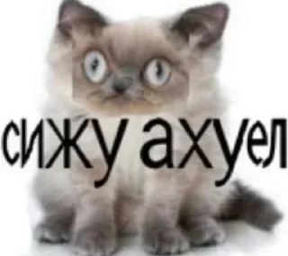 🐈