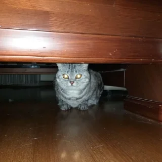 😈