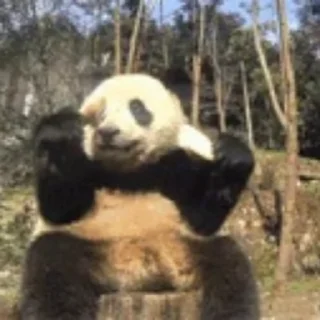 🐼