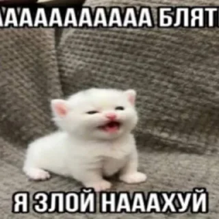 🤬