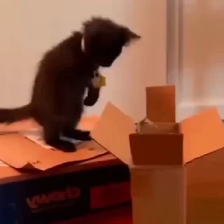 🐈