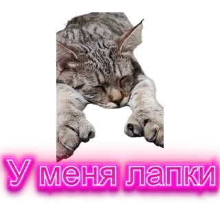🐈