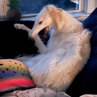🤣