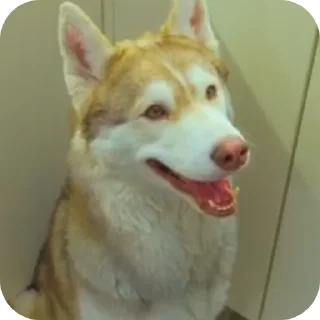 🐶