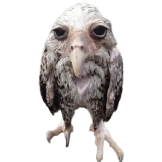 🦉