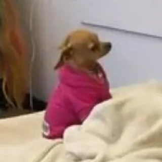 🐶