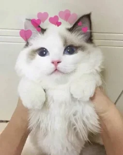🐱