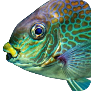 🐠