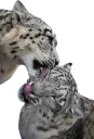 😛