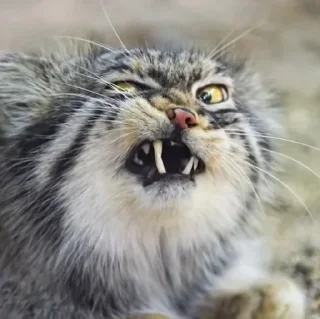 😠