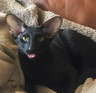 😝
