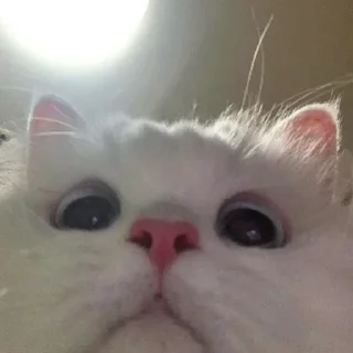 😺