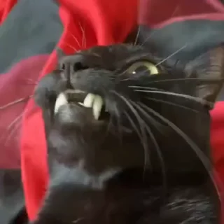 🤬