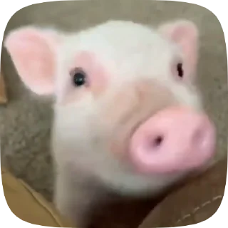 🐽