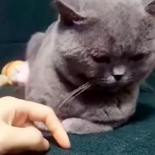 🐈‍⬛
