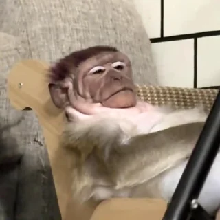 🙉