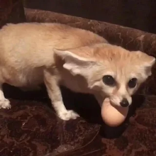 🥚