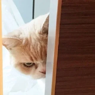 😡