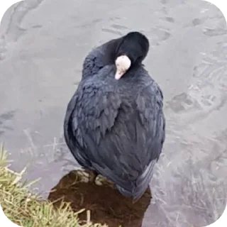 🐦
