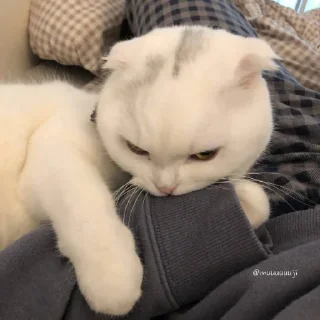 😍
