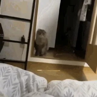 🐾