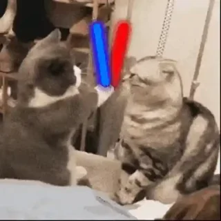 😼