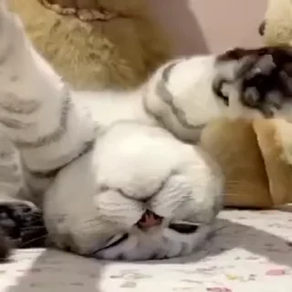 😴