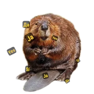 🦫