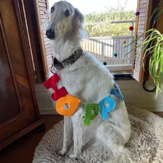 🎉
